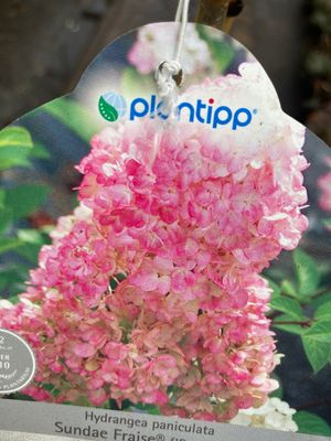 Hydrangea Tree “Vanilla Strawberry Ice Cream MEDIUM SIZE 6 ft Flowers non stop from June until October . Enormous cone shaped white flowers turning pink with age