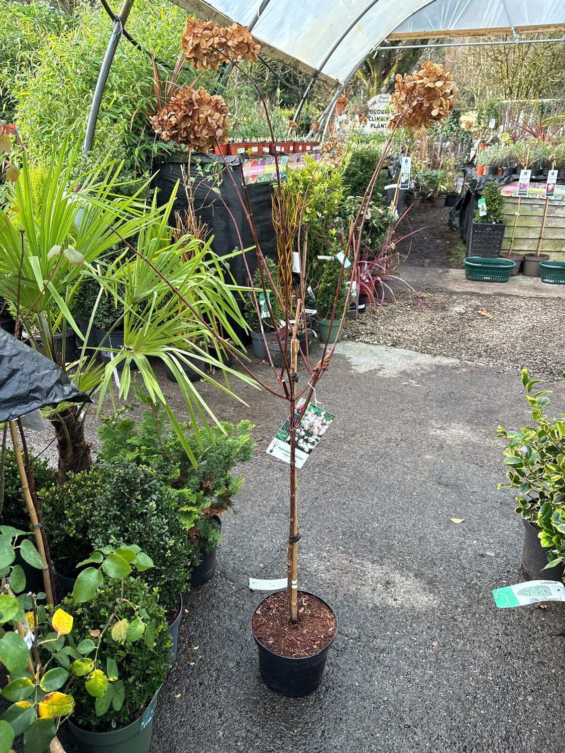 Hydrangea Vanilla Strawberry Ice Cream medium Garden Tree Flowers non-stop from July until end of September with enormous white,cone-shaped panicles turning pink.🍓