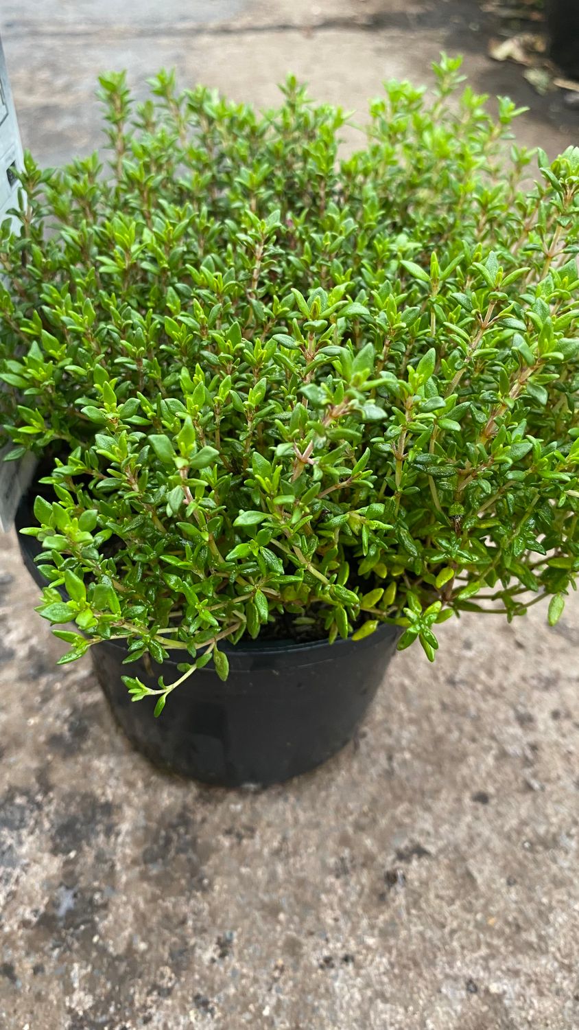 Common Thyme