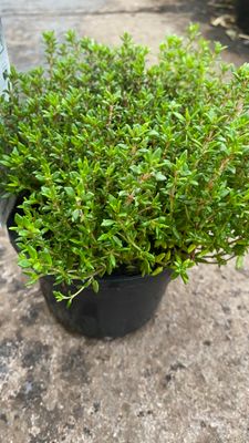 Common Thyme