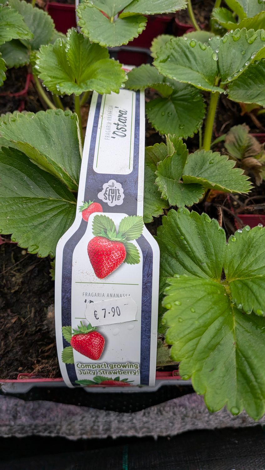 Strawberry 6 pack Elsanta