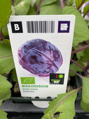 6 Red cabbage in soil blocks