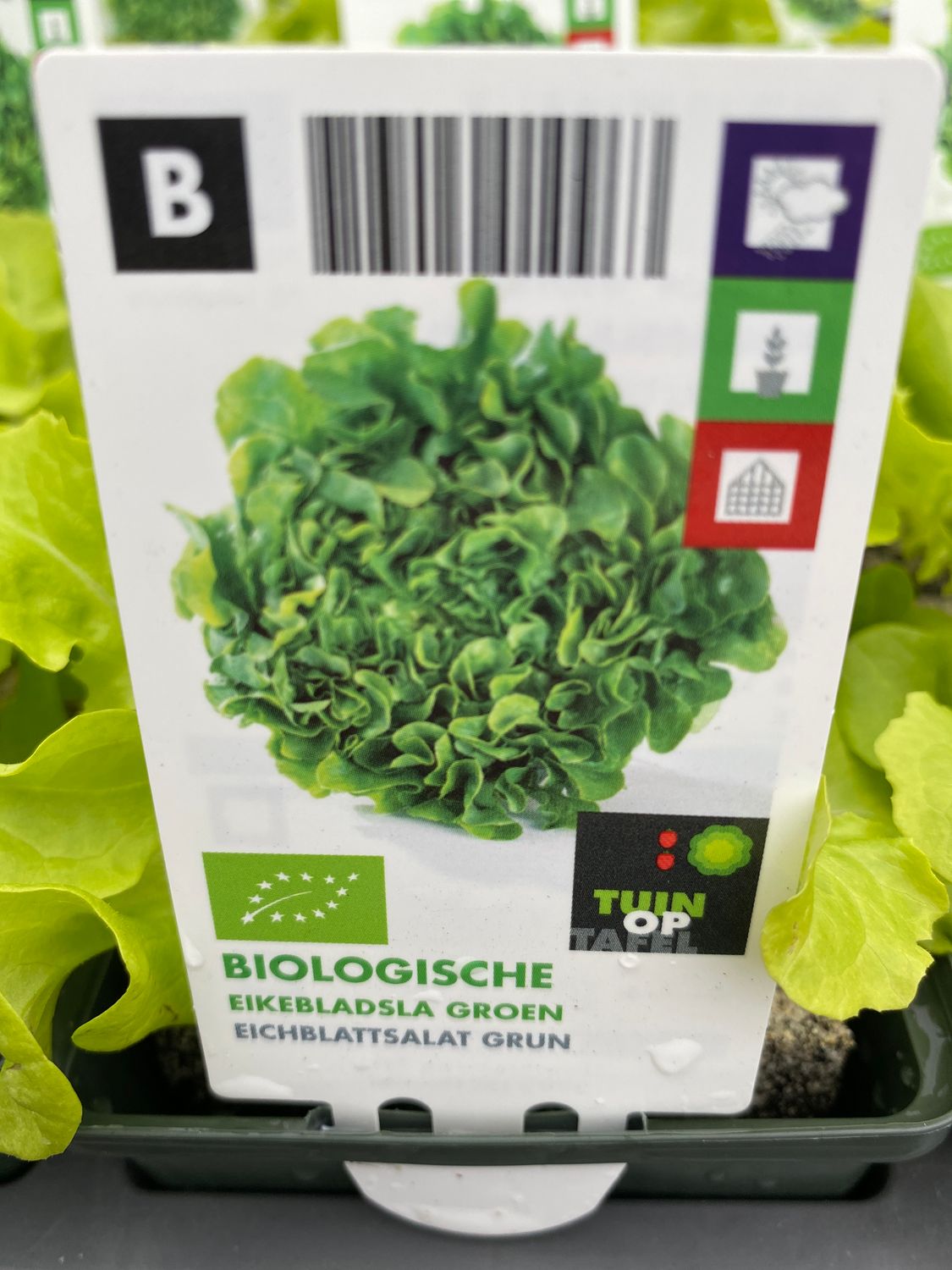 Oak leaf Lettuce 6 in soil blocks