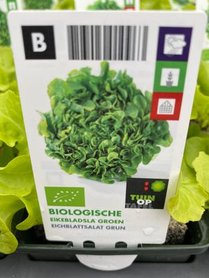 Oak leaf Lettuce 6 in soil blocks