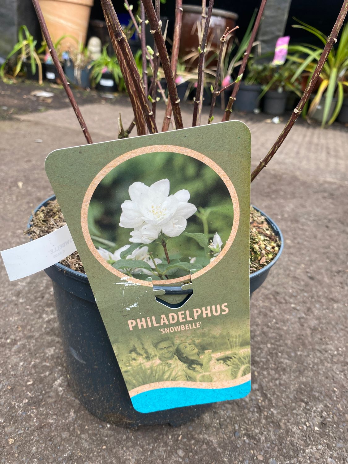 Philadelphus Mock Orange-Snowbelle ,tough reliable Mock Orange with dainty white flowers in summer with a fragrance of orange blossom and Jasmine. Happy in any reasonable soil type . Sun or half shade