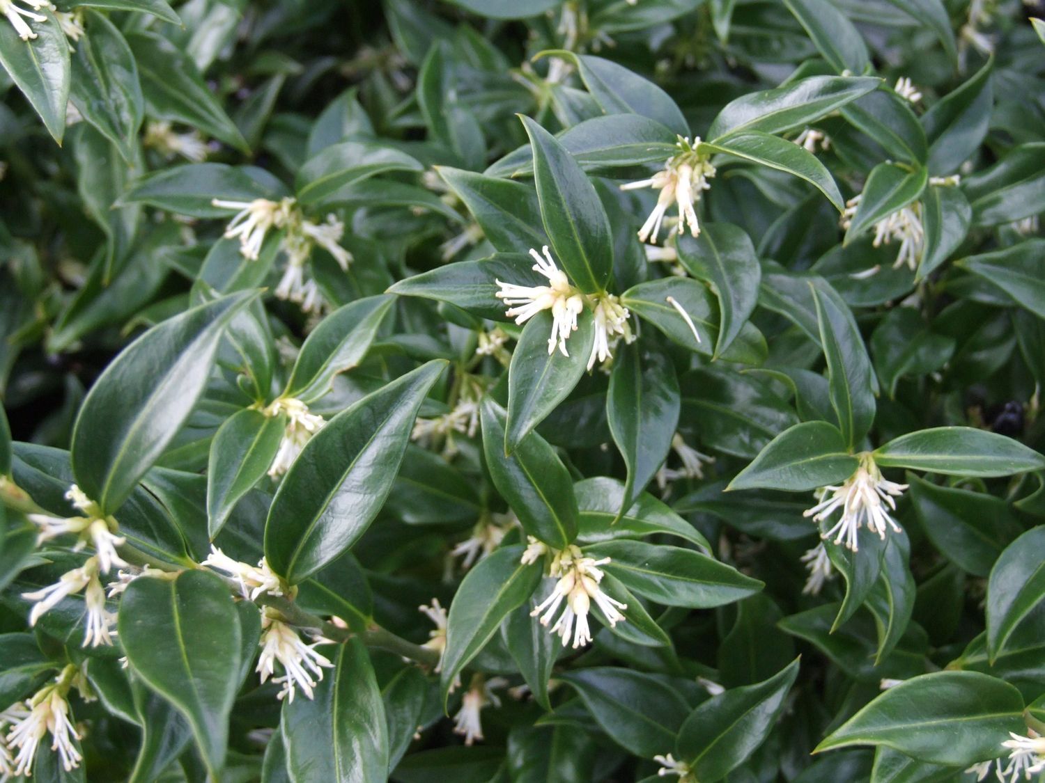 Sarcococca Confusa