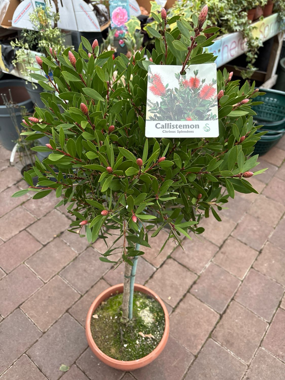 Callistemon Citrinus Splendens Bottlebrush Mini Tree ..hardy ,evergreen for pots or beds .Smothered In red bottle brush like flowers is spring and early Summer