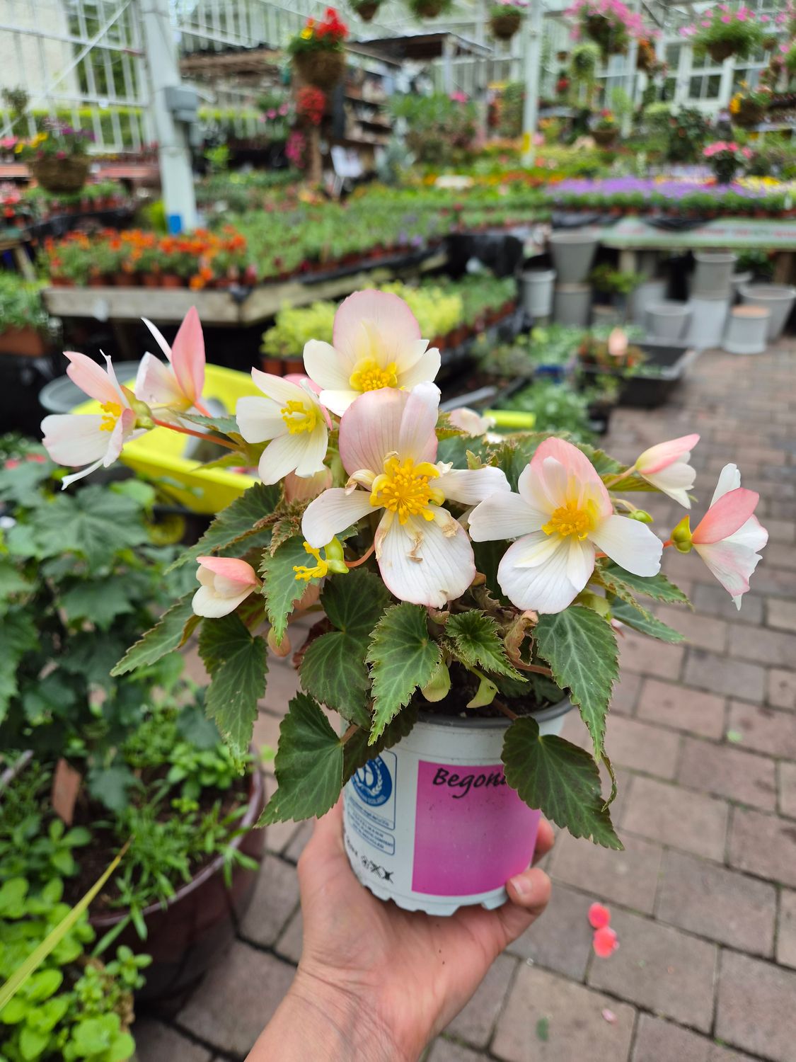 Begonia Waterfall  Soft Pink