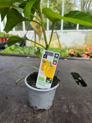 Yellow Pepper