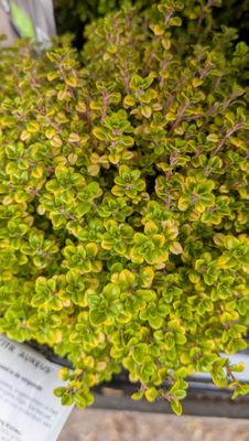 Golden Lemon Thyme