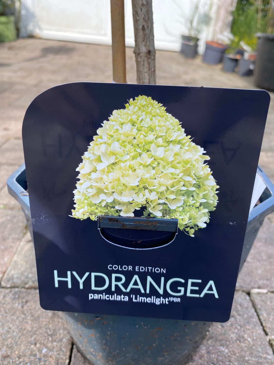 Hydrangea “Limelight Tree “ flowers from early July until Mid September