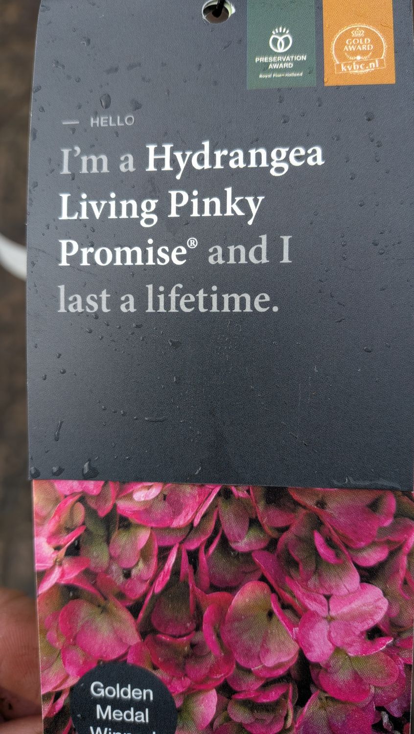 Hydrangea Living Pinky Promise Mini Tree