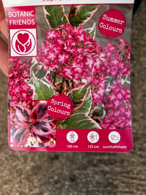 Hydrangea 'Euphoria Pink' - medium size shrub with pink flowers for months over colourful foliage.