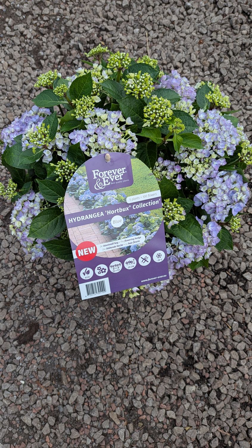 HYDRANGEA MACROPHYLLA  Forever &amp; Ever Blue