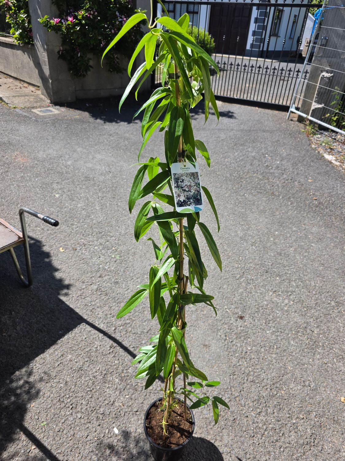 Evergreen Clematis White - Clematis armandii (XL size) CLEMATIS “ ARMANDII Evergreen climber for wall ,fence or arch . White flowers in late spring and early summer . Winter hardy and strong grower .
