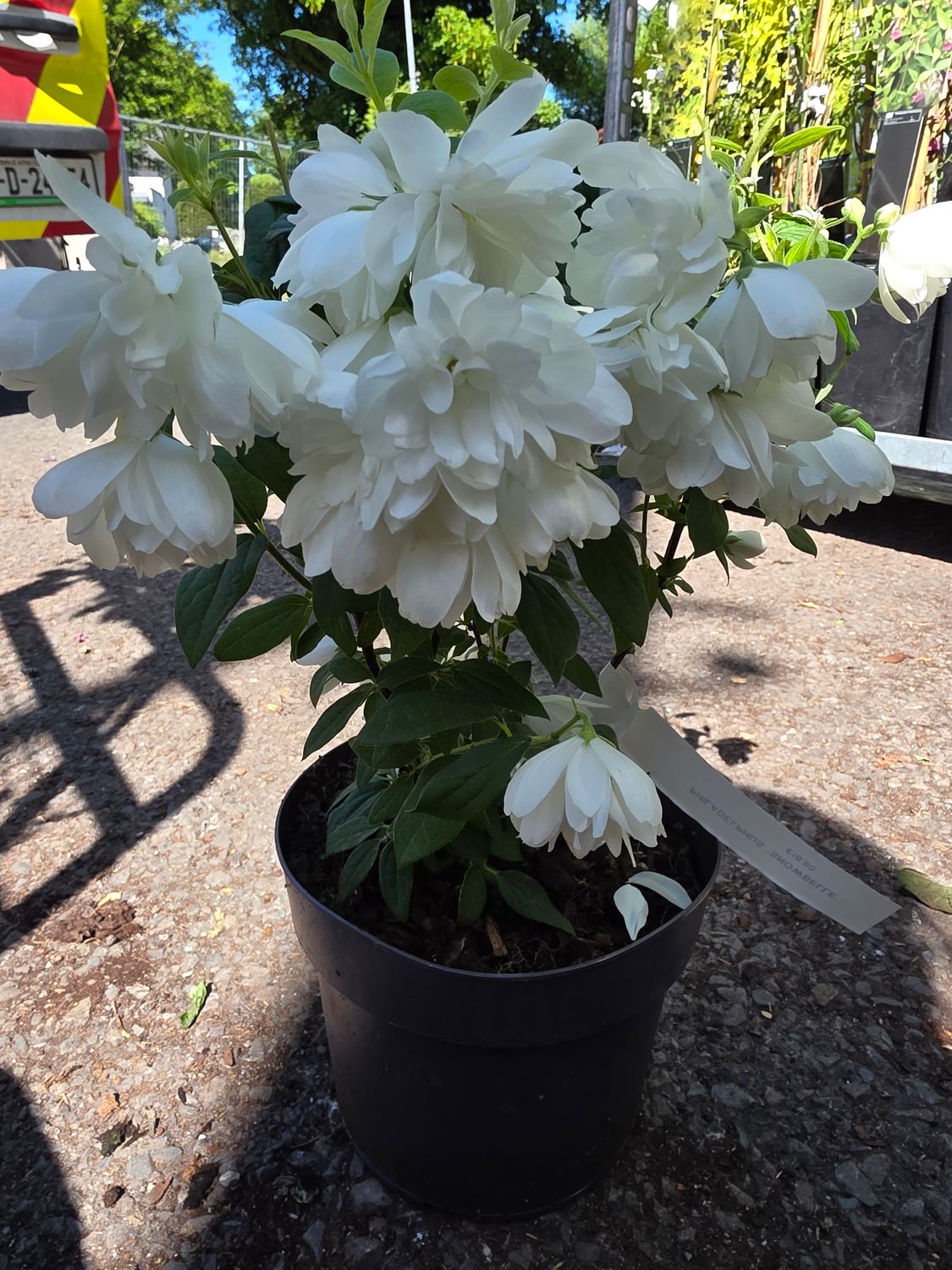 Philadelphus Aureus - Mock Orange - Snowbelle (snowbell )fragrant shrub that grows in any reasonable garden soil . Smothered with double white fragrant flowers on arching branches with golden foliage