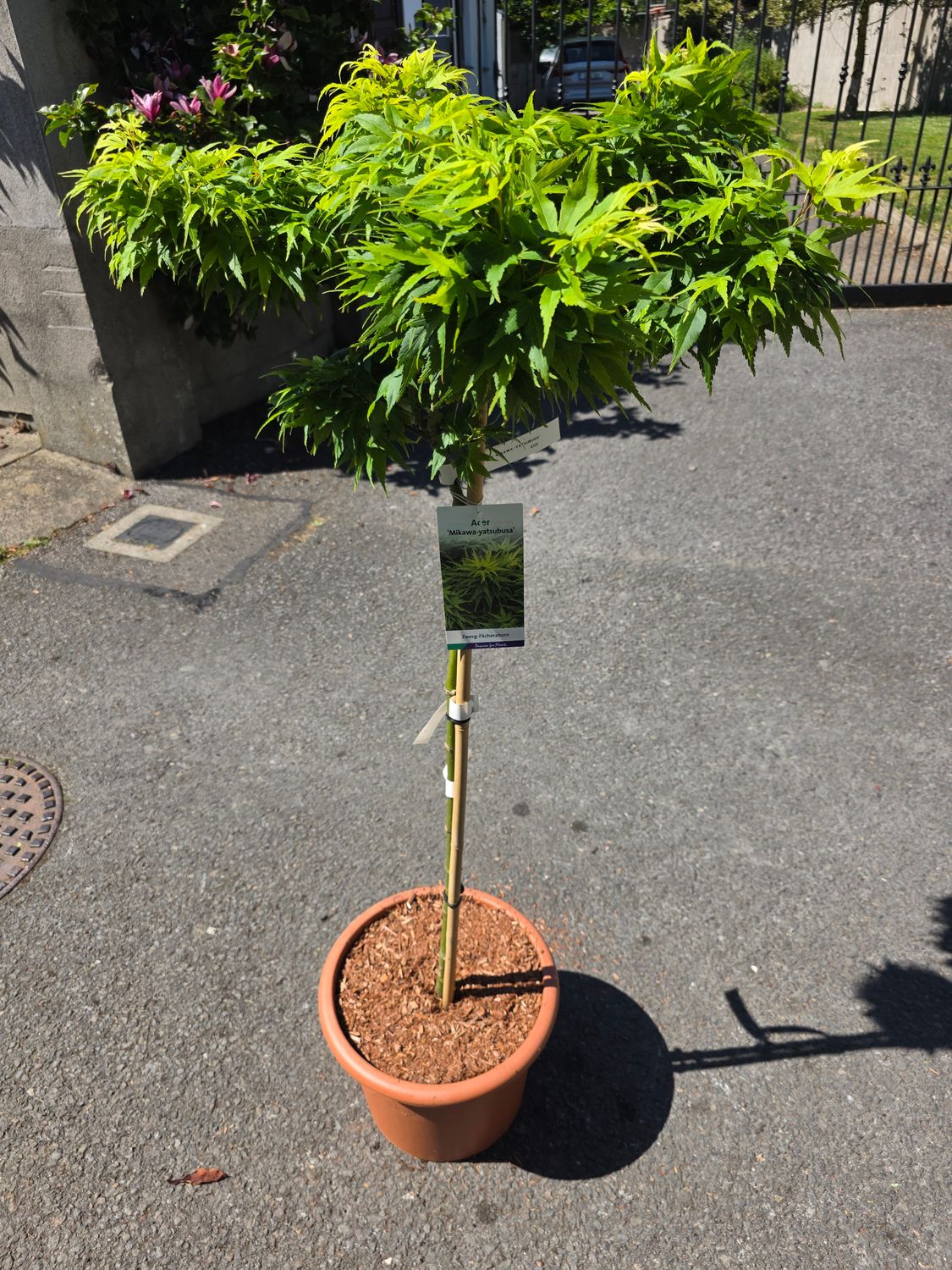 Acer - Japanese Maple 'Mikawa-Yastsubusa'
