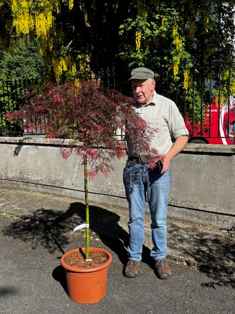 Acer - Purple Fern Leaf Japanese Maple 'Garnet' Umbrella On a strong stem happy in pots or sheltered spot in beds .Fern like purple foliage in summer and stunning autumn foliage colours.