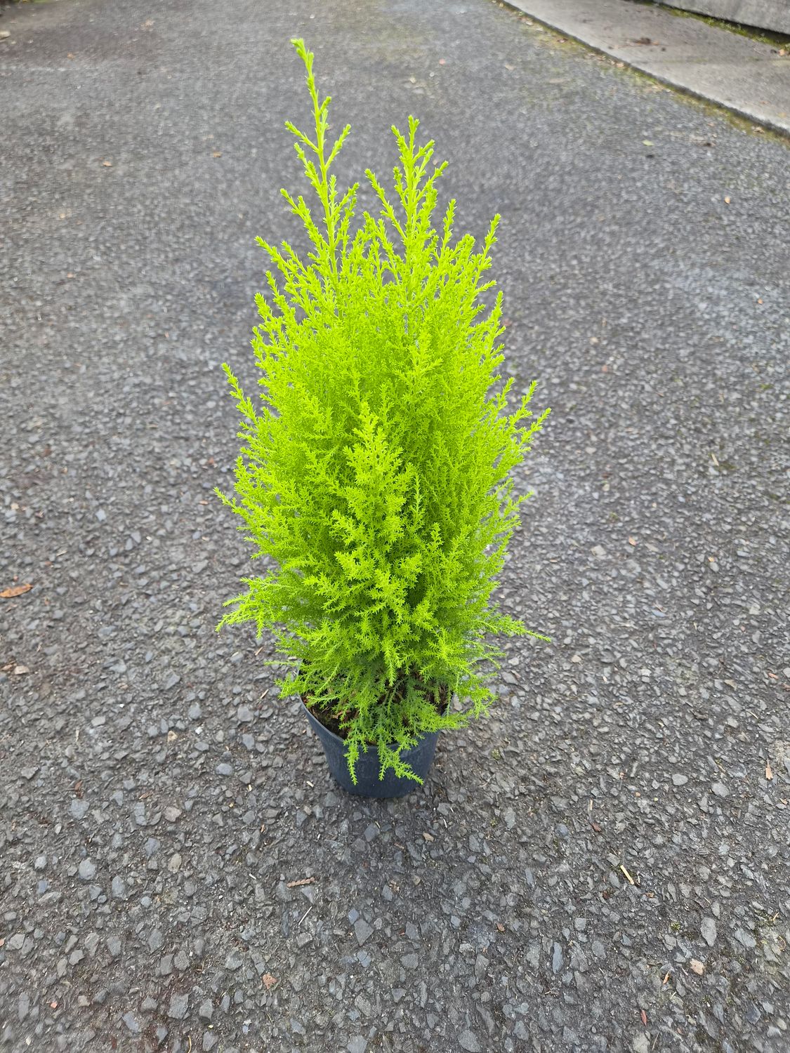 Cupressus 'Wilma' (Small)