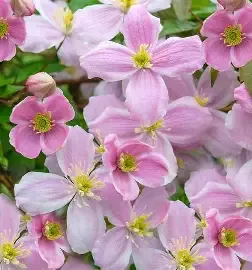 Clematis montana 'Mayleen' - fast growing climber for wall fence or arch
