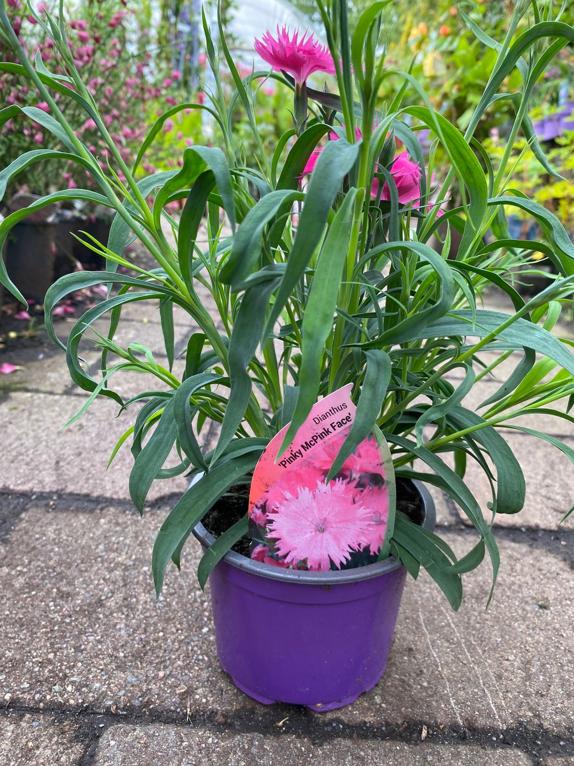 Dianthus 'Pinky McPink Face'