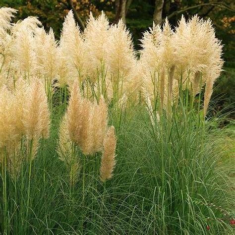 Cortaderia 'Mini Golden Pampas Grass'