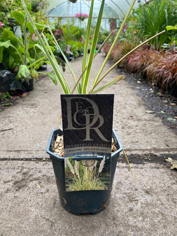 Cortaderia 'Mini Golden Pampas Grass'