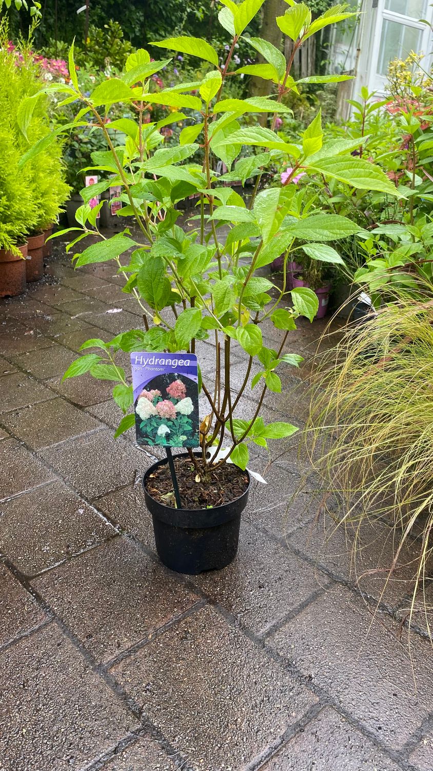 Hydrangea phantom Bush Form Flowers non stop from June until October . Enormous cone shaped white flowers turning pink with age