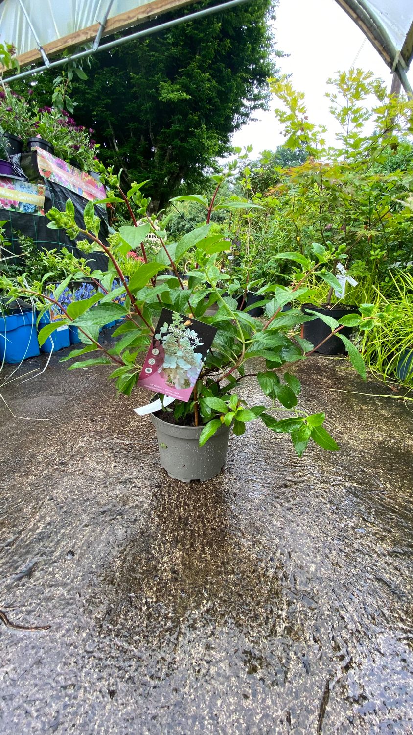 Hydrangea Pinky Winky Cotton Candy HYDRANGEA PINKY WINKY COTTON CANDY enormous cone like white flowers from end of June until mid September.Open white first and turn pink in late summer and autumn.