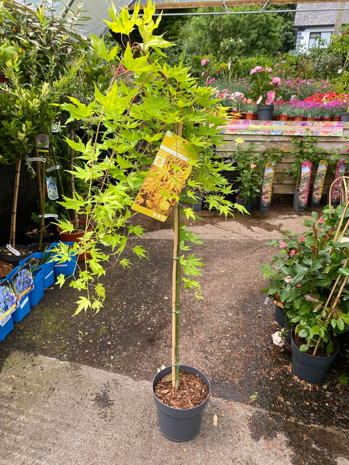 ACER CASCADE GOLD ACER GOLD CASCADE ..Golden Weeping Japanese Maple ..happy in pots or sheltered spot in beds . Fern like golden foliage in summer and stunning autumn foliage colours.