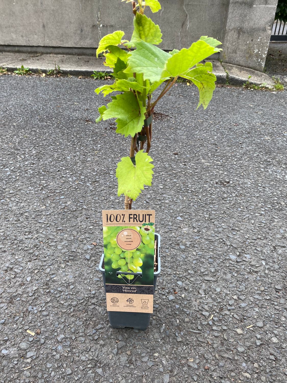 GREEN GRAPE HIMROD Grapevine “Himrod ” is a delicious seedless grape that can be planted from now in polytunnel or glasshouse