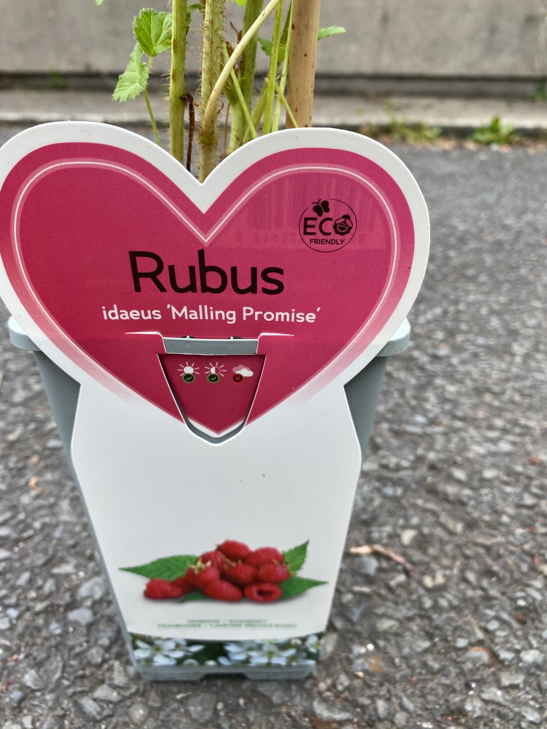 RASPBERRY MALLING PROMISE