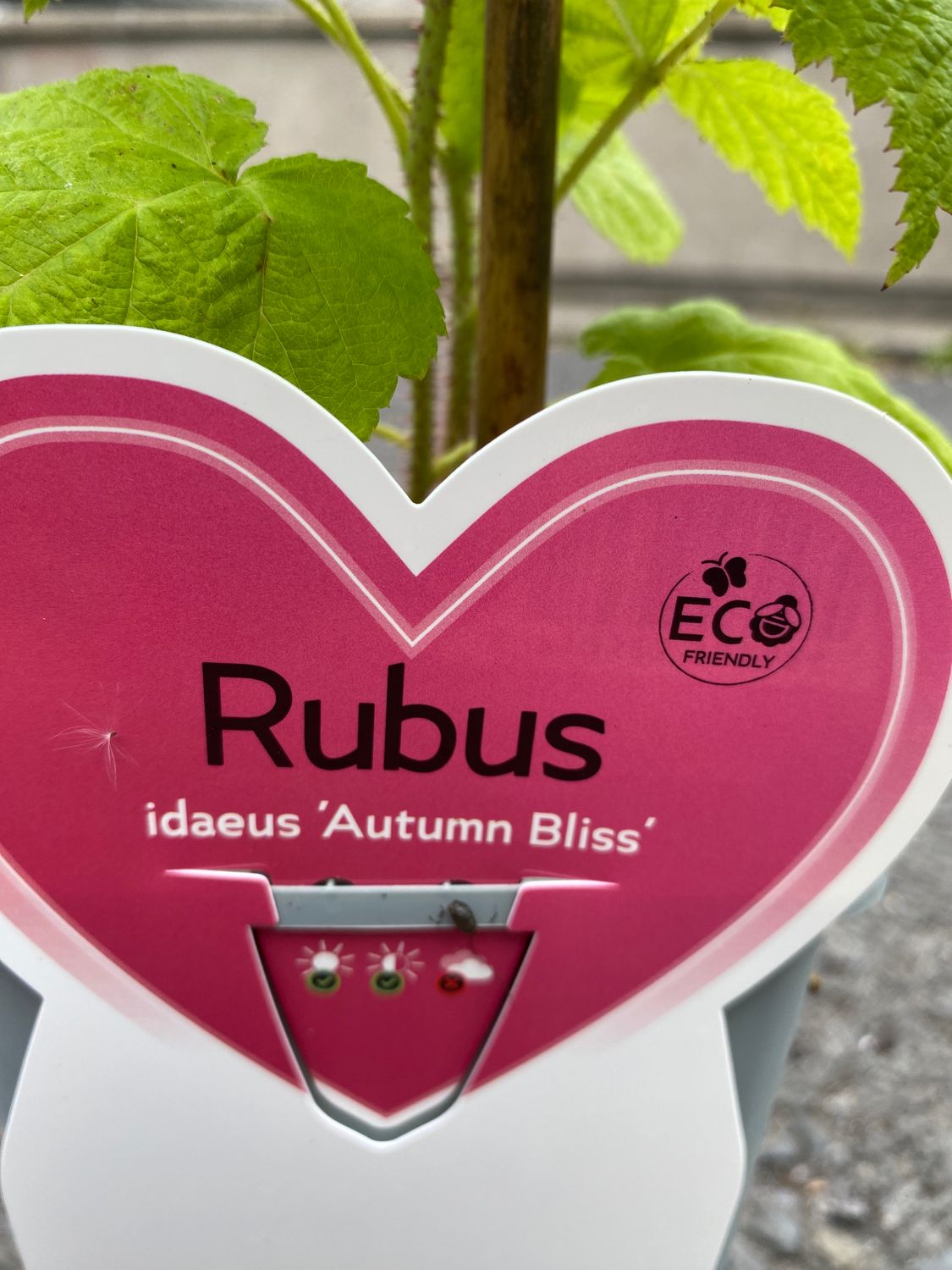 RASPBERRY AUTUMN  BLISS