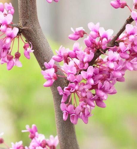 Cercis Ruby Falls ..small weeping tree with pink flowers on bare branches in spring followed by deep purple heart shaped deep leaves that turn ruby in summer / autumn