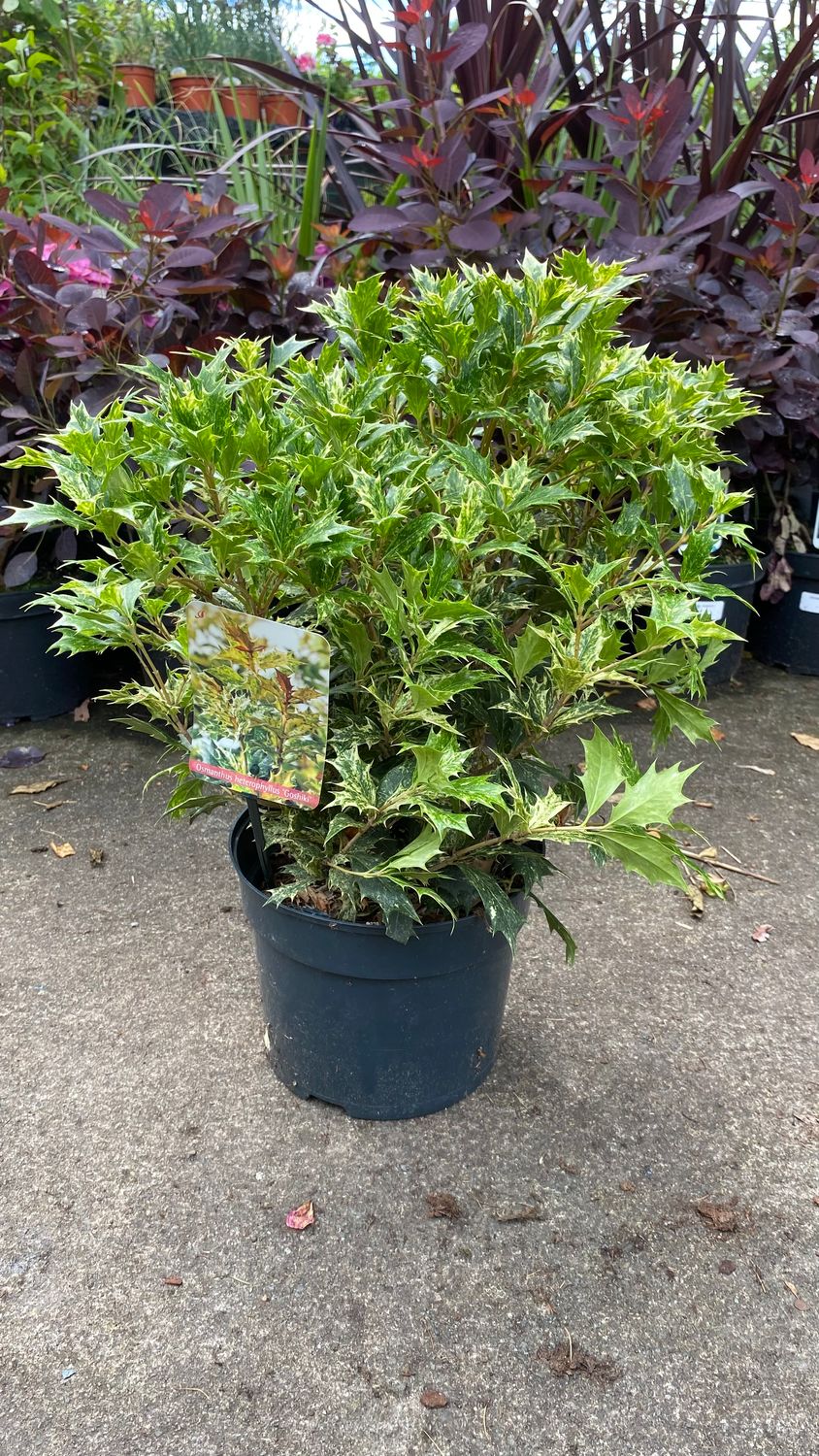 Osmanthus heterophyllus Goshiki