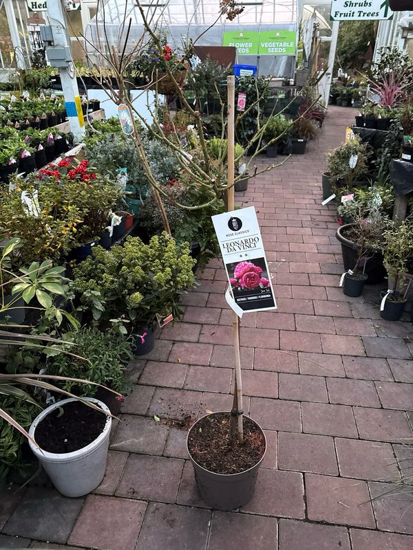 Standard Rose 'Leonardo da Vinci' Standard tree type rose on a stem. Deep pink double fragrant flowers from June until October. Good in pots or beds