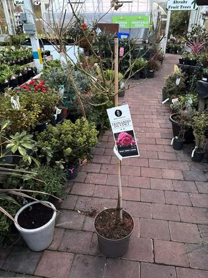 Standard Rose 'Leonardo da Vinci' Standard tree type rose on a stem. Deep pink double fragrant flowers from June until October. Good in pots or beds