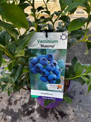 Blueberry ' GOLDCROP ' extra strong is a reliable blueberry with heavy crops of large fruit!