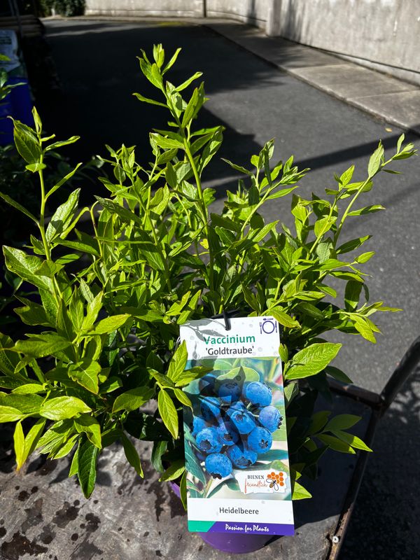 Blueberry ' GOLDCROP ' extra strong is a reliable blueberry with heavy crops of large fruit!