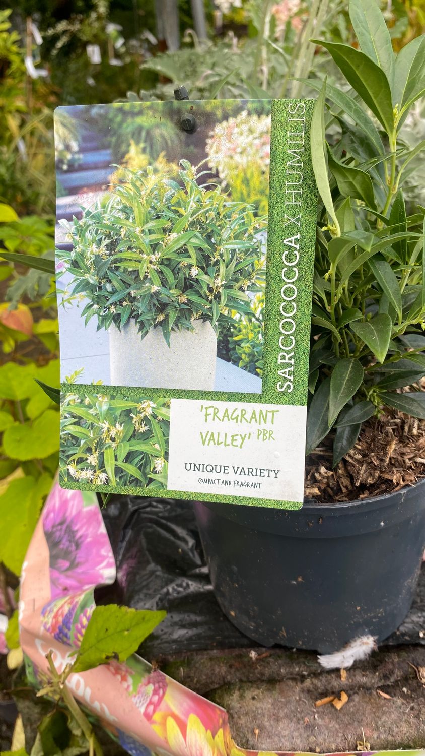 Sarcococca SWEET BOX ''Fragrant Valley'' Winter/spring flowering dwarf evergreen shrub with a fragrance that wafts through your garden! Happy in pots or beds.