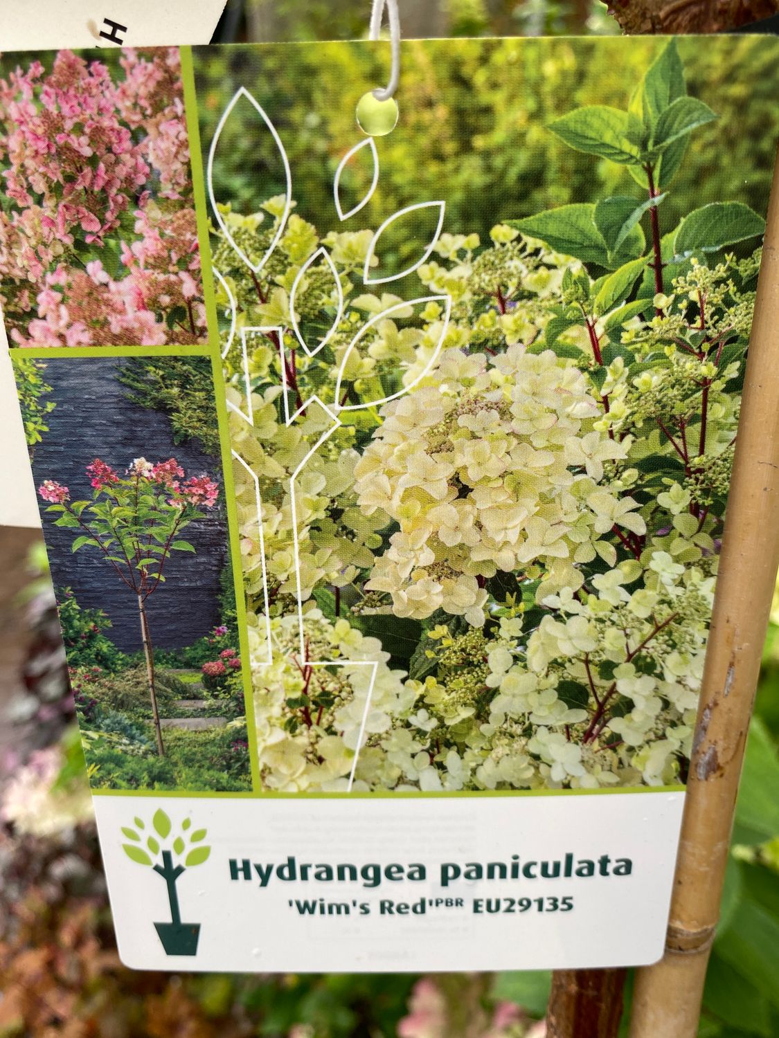 Hydrangea Wims Red Mini TREE FORM Flowers from end of June until October . Flowers are at first large cone like and white ,turn pink and eventually red .