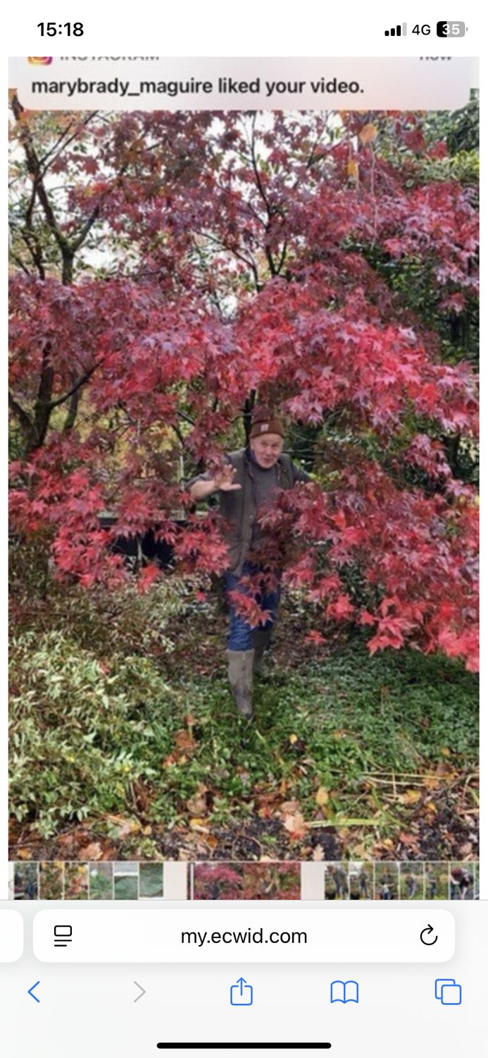 Acer Ozakazuki