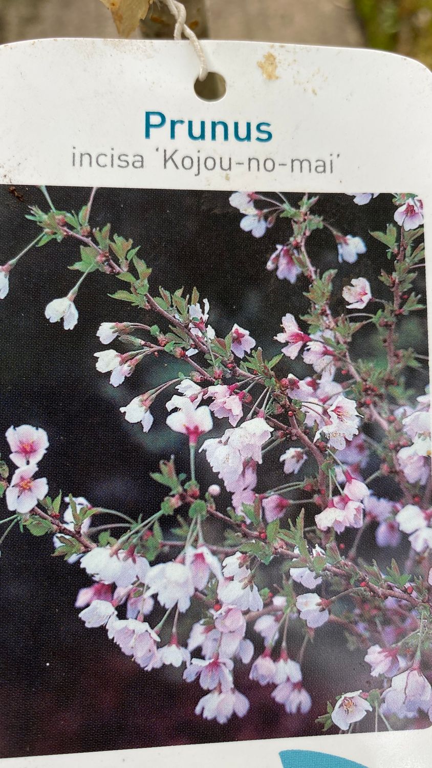 Dwarf Cherry Prunus ‘Kojou-No-Mai ,Fuji Cherry .Dwarf Ornamental Cherry bronze leaves in spring. Colourful autumn foliage . Flowers open from buds in spring soft shell pink developing a deep eye