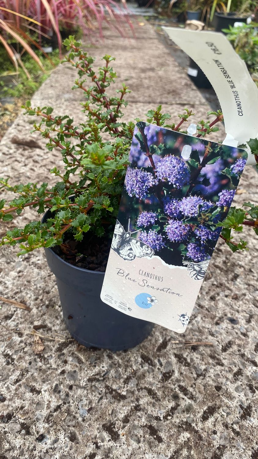 Ceanothus Blue Sensation.Dwarf evergreen shrub for pots or beds . Smothered in blue flowers in summer. Good in pots or beds .Position in full sun .