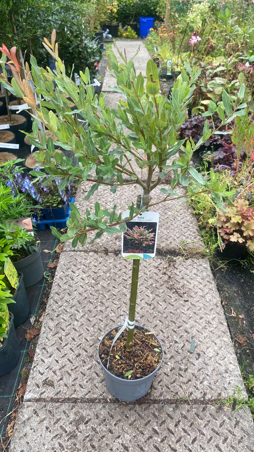 Mini Japanese Flamingo Willow Japanese Flamingo Willow Small ,a neat small garden tree ,lollipop shape . Foliage is a mix of ,shrimp pink ,cream and green.Pot grown trees approx 50cm Cm Approx ♦️