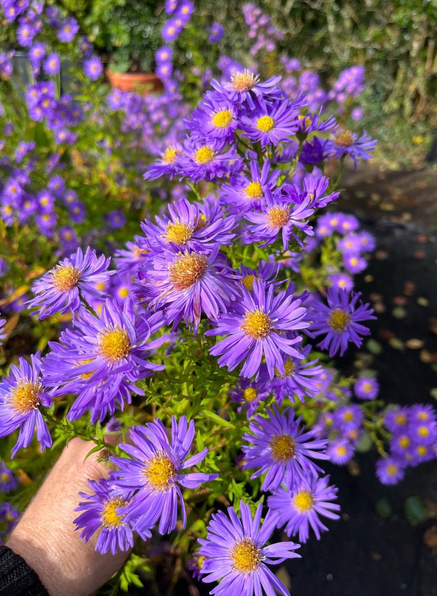 ASTER Tall 'Saphire'  tough perennial aster , flowers from August until November and lasts for years Strong Pot Grown ..pruned back ready for planting