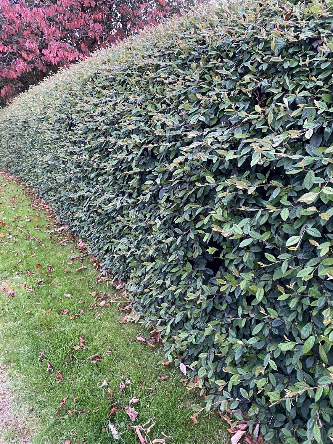 Coral Berry Hedge , white flowers, evergreen neat hedge ,winter hardy. Bushy pot grown plants, Discounts for quantity please phone or text 0868538835 2 free with every 25 plants