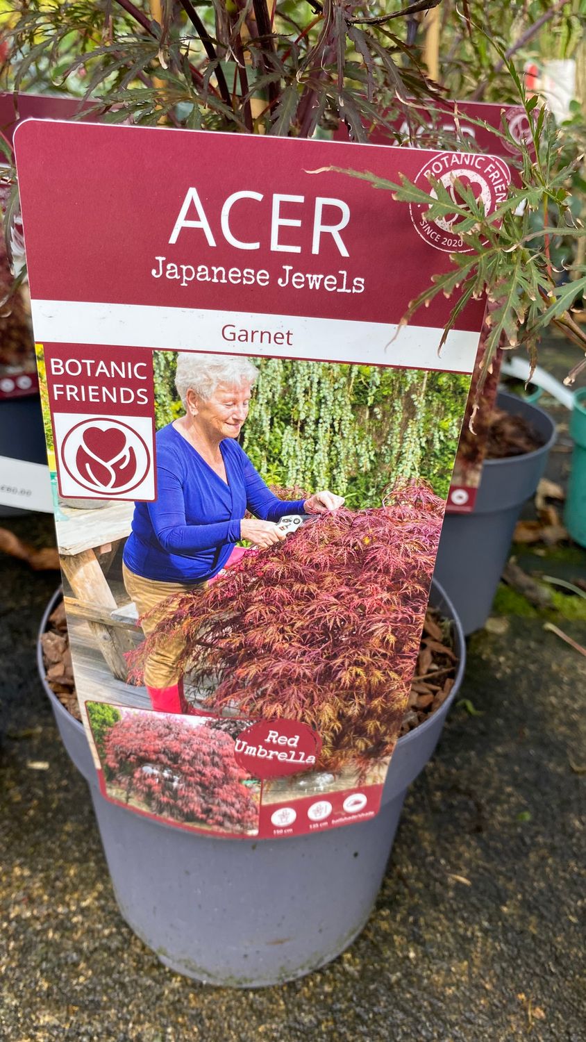 Acer Garnet Red Umbrella FERN LEAF JAPANESE MAPLE ..happy in pots or sheltered spot in beds . Fern like purple foliage in summer and stunning autumn foliage colours. Planting time is from now .