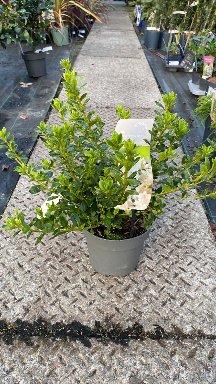 Azalea Japonica  Pheasant White