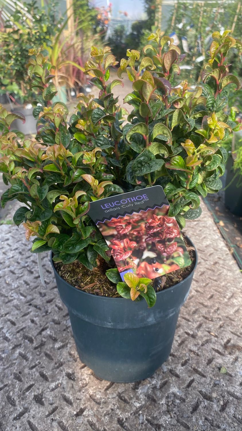 Leucothoe Curly Red Hardy evergreen shrub, excellent in pots and changes colours with the seasons